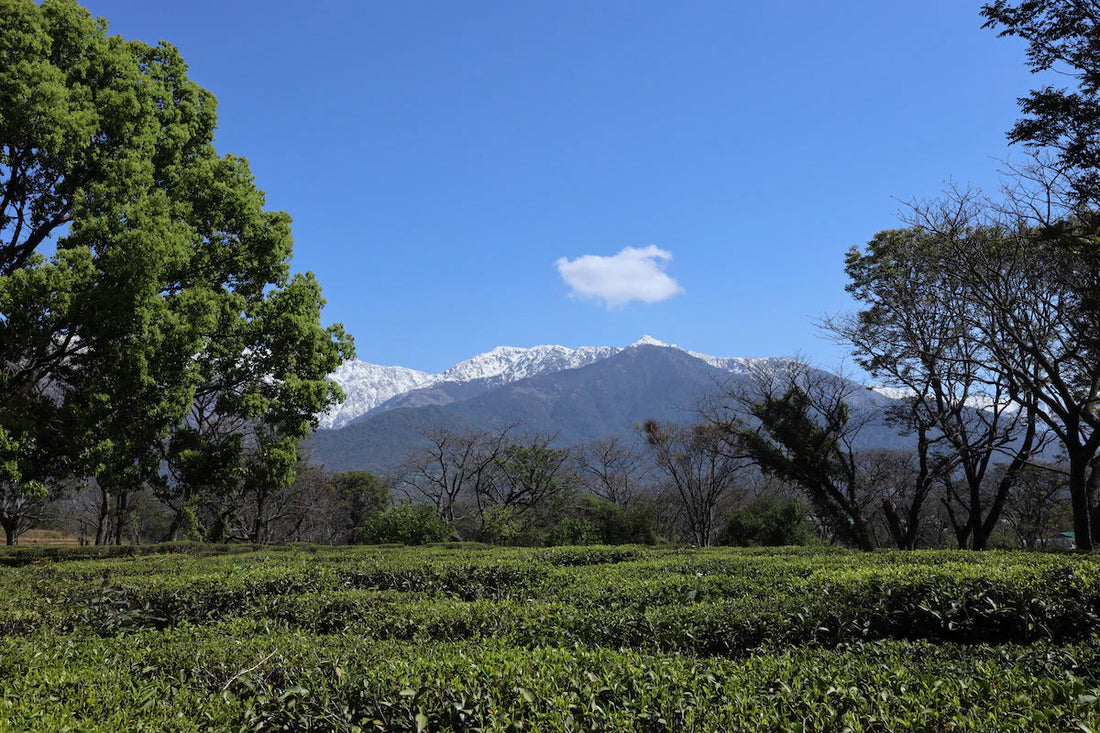 Meet Our Tea Producer - Wah Tea Estate