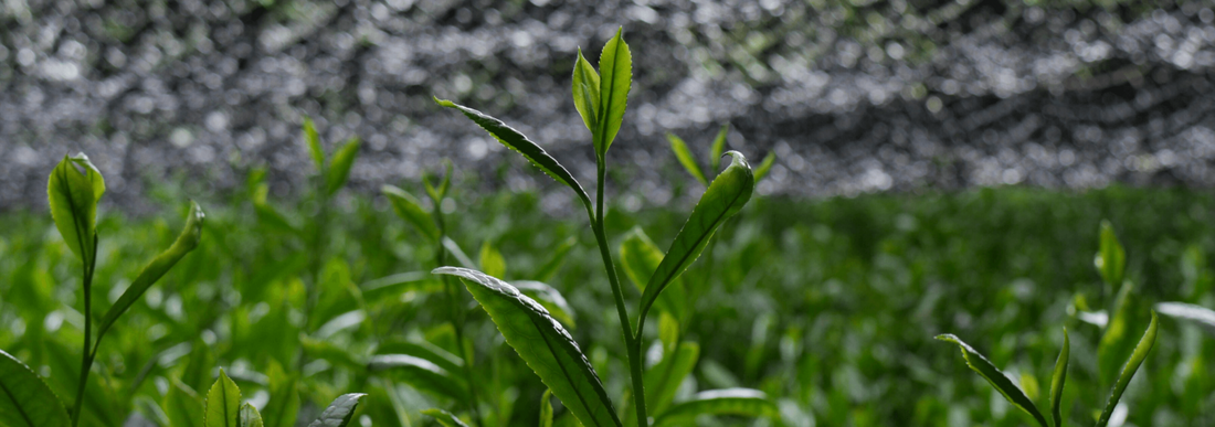 The Art of Japanese Gyokuro Tea (1)
