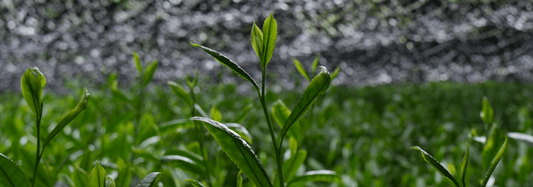 The Art of Japanese Gyokuro Tea (1)