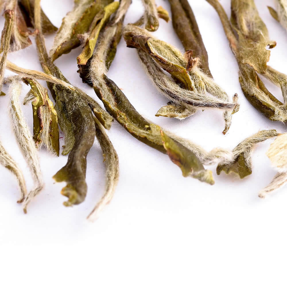 Snow-Buds-01-Crop