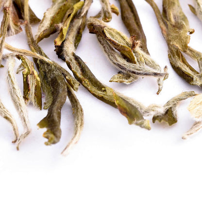 Snow-Buds-01-Crop