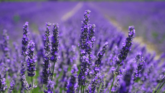 Lavender and amazing benefits for Mental Health - Camellia's Tea House